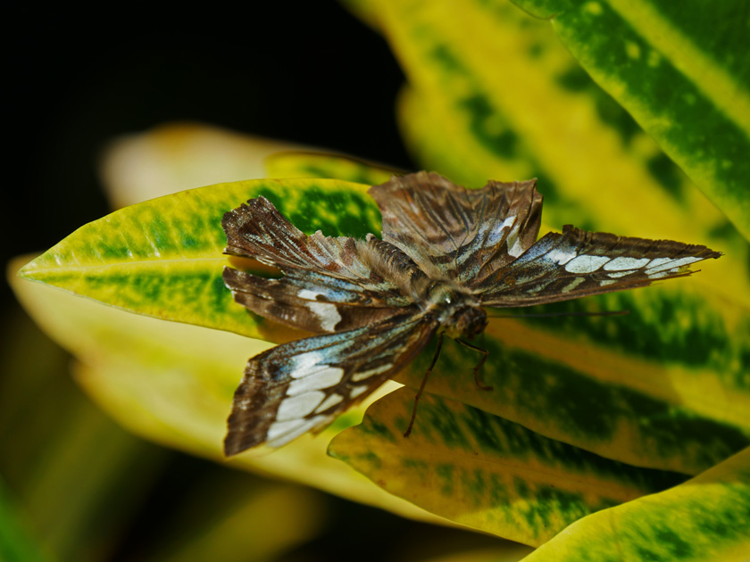 Unidentified Moth