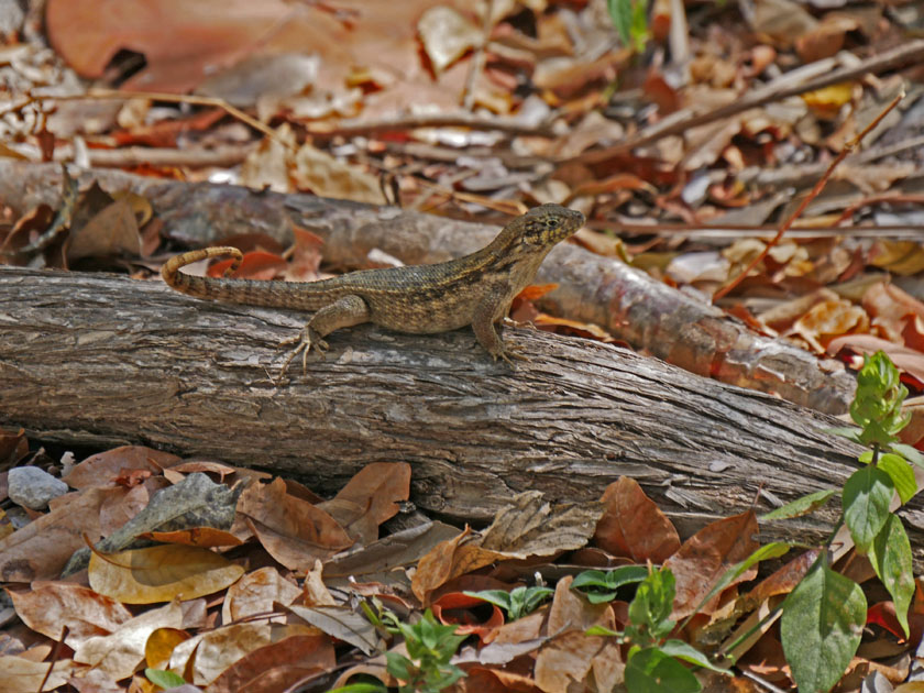 Lizard on Grounds of Fort Taylor