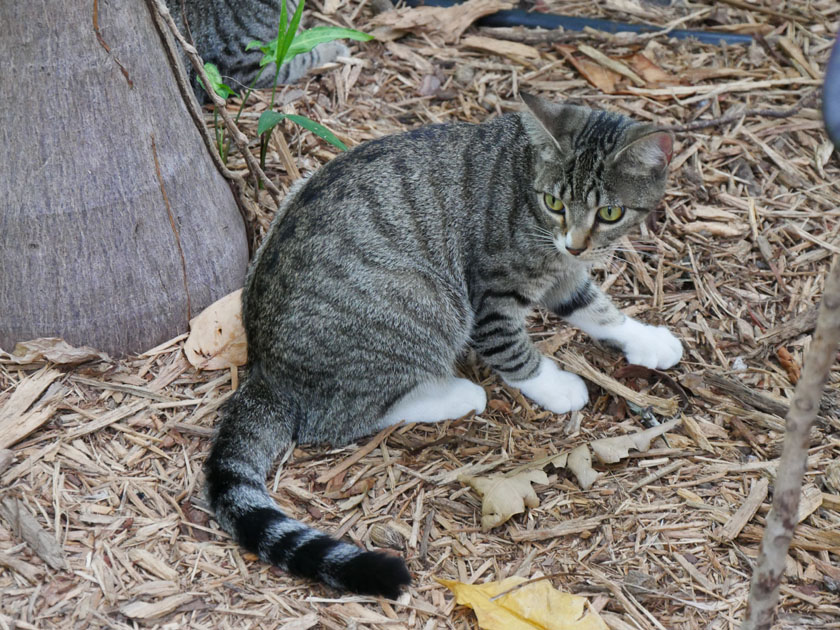 Hemingway House 6-Toed Cat, Key West