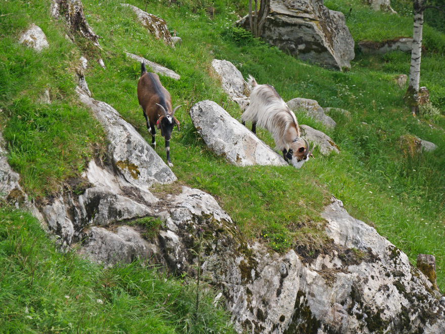 Wandering Goats on Trail Down Mount Fløyen