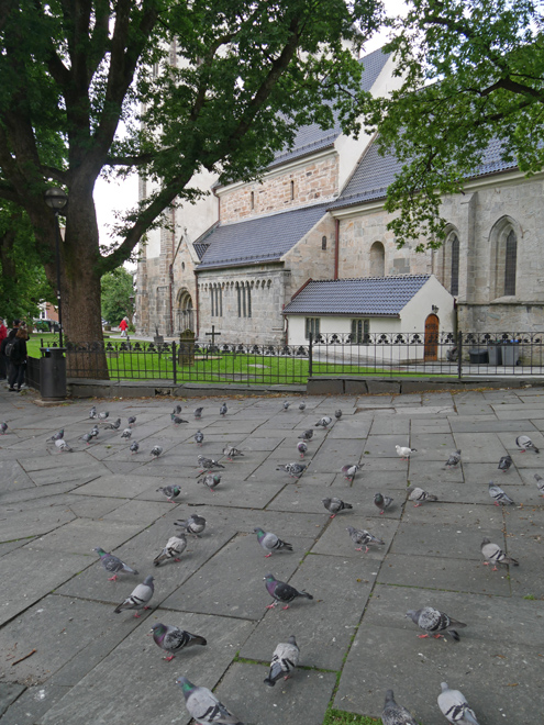 Mariakirken Pigeons