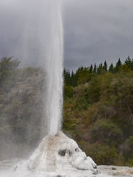 Lady Knox Geyser at Wai-O-Tapu