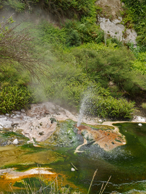 Iodine Pool Geyser, Waimangu