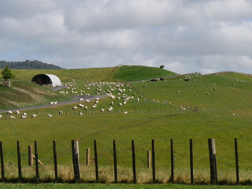 Sheep on the Road to Hobbiton