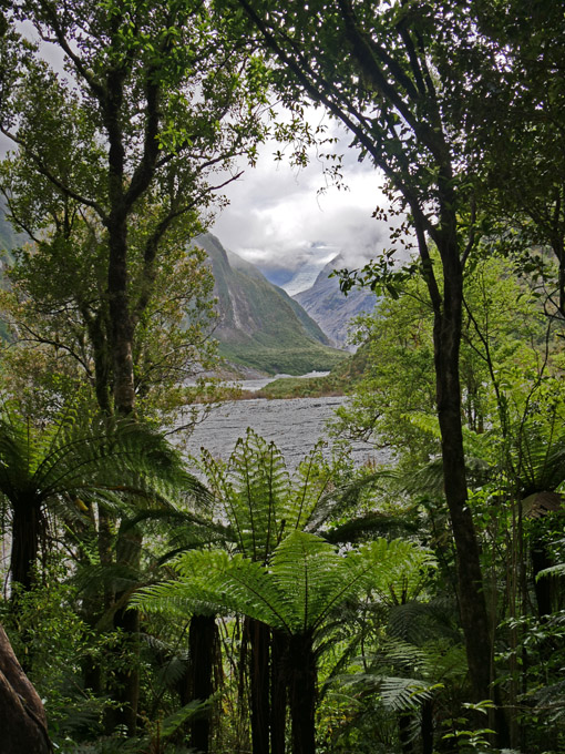 Fox Glacier from Overlook Trail