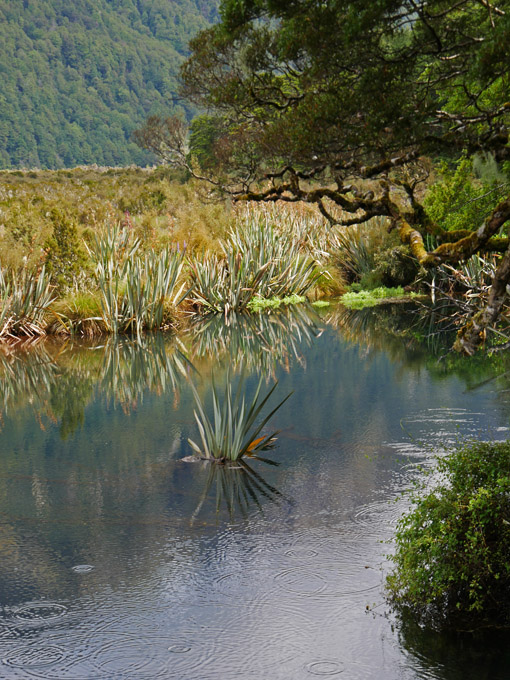 Scenic Stop on Road to Milford Sound