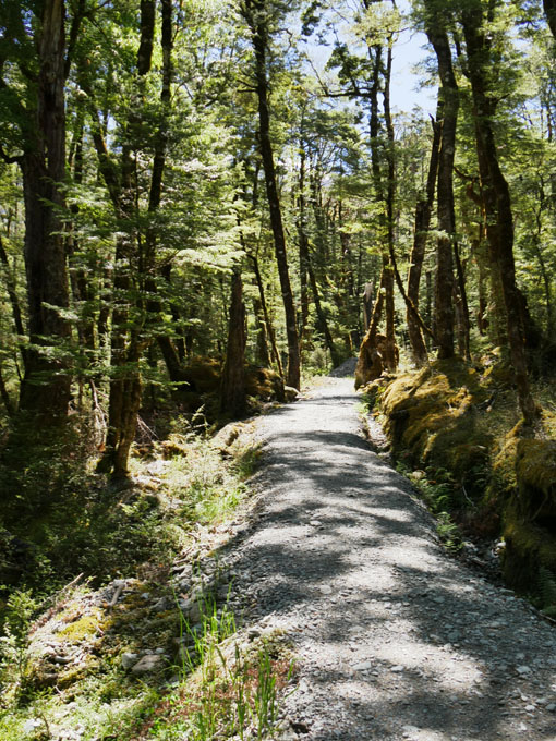 View Along Routeburn Track