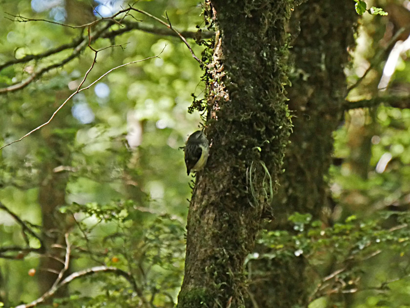 New Zealand Rock Wren