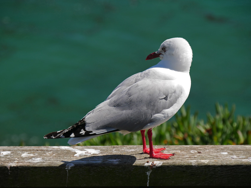 Sea Bird, Albatross Center, Otago Peninsula