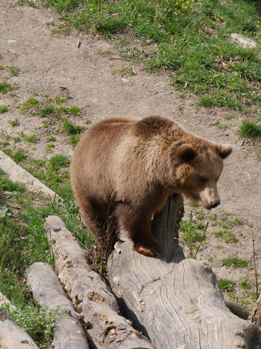 One of Bern City Bears at the New Bärengraben