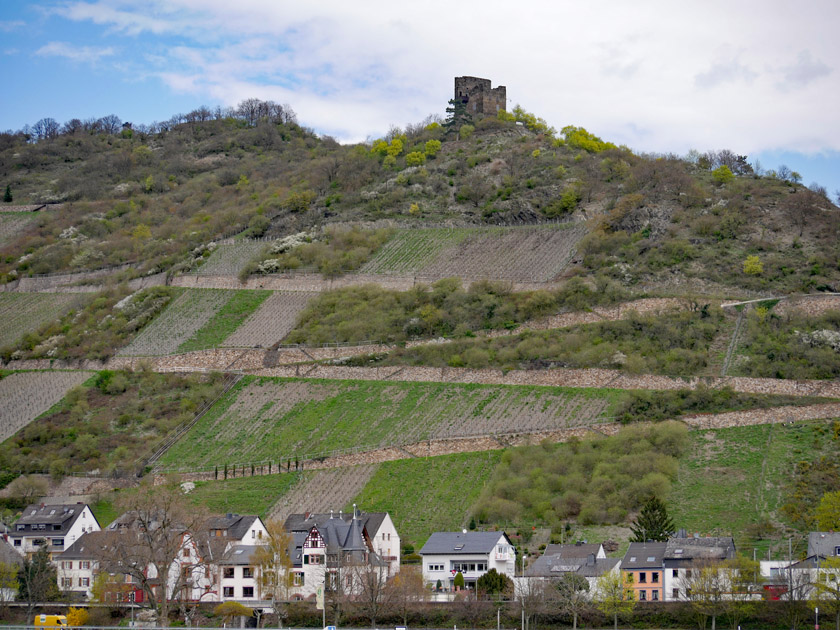 Nollig Castle Ruin Above Lorch am Rhein