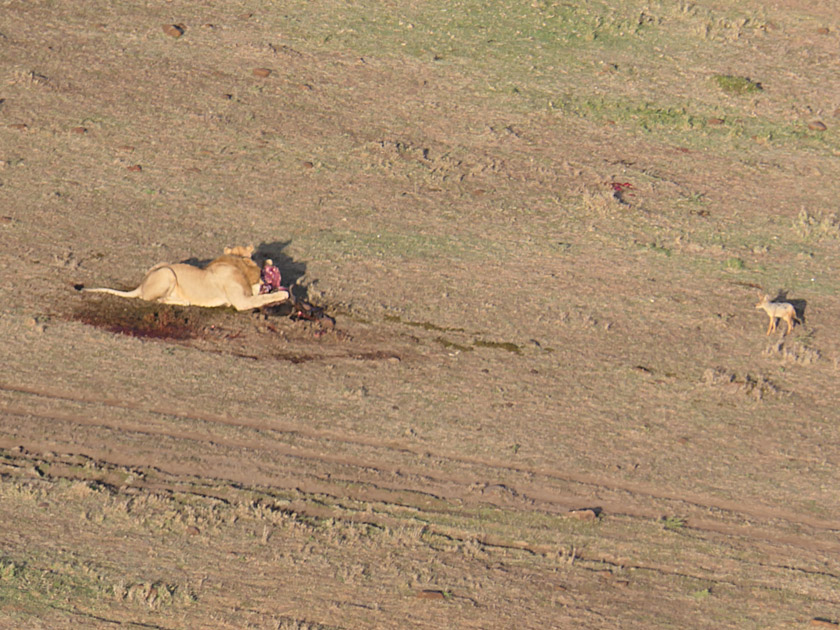 Lion with Kill from Hot Air Balloon, Maasai Mara