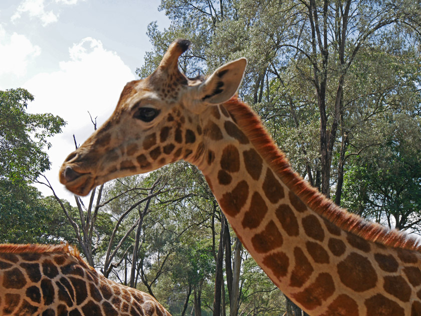 Rothschild's Giraffe, Nairobi Giraffe Center