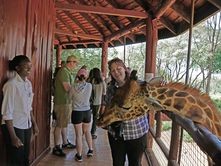 Becky Feeding Giraffe, Nairobi Giraffe Center