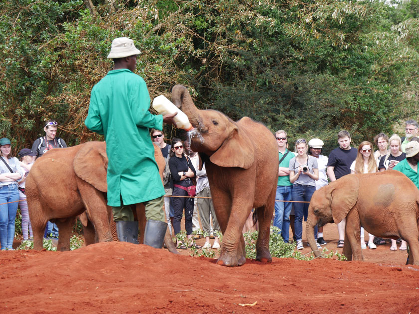 African Elephant Feeding, Daphne Sheldrick Wildlife Orphanage, Nairobi