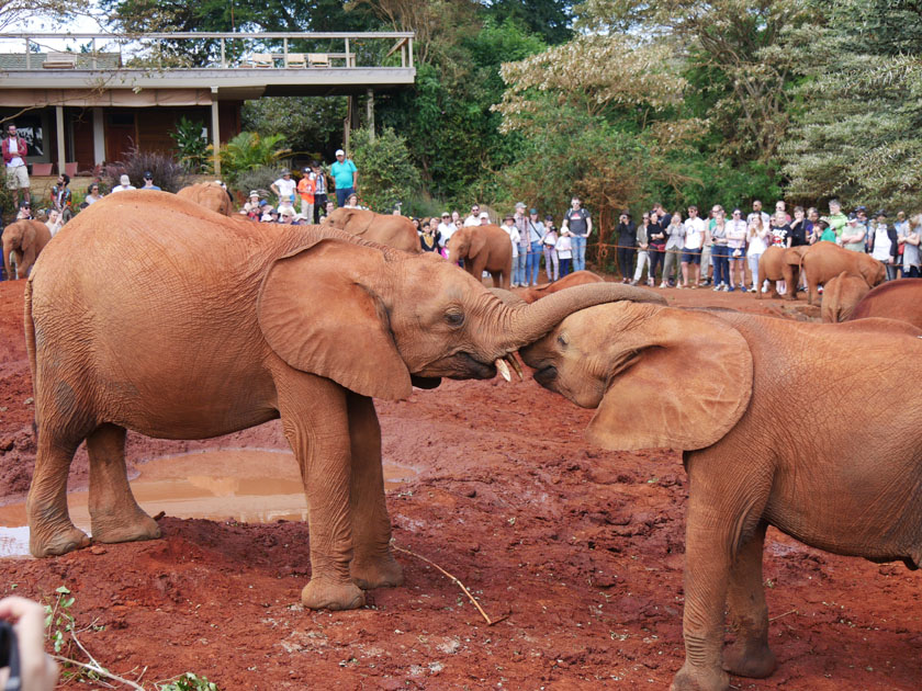 African Elephants, Daphne Sheldrick Wildlife Orphanage, Nairobi