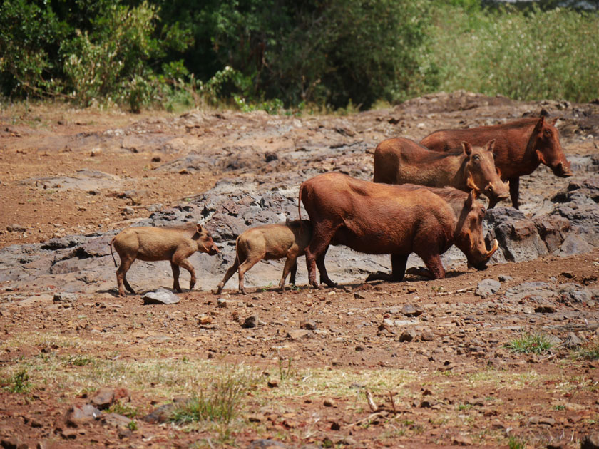 Warthogs, Daphne Sheldrick Wildlife Orphanage, Nairobi