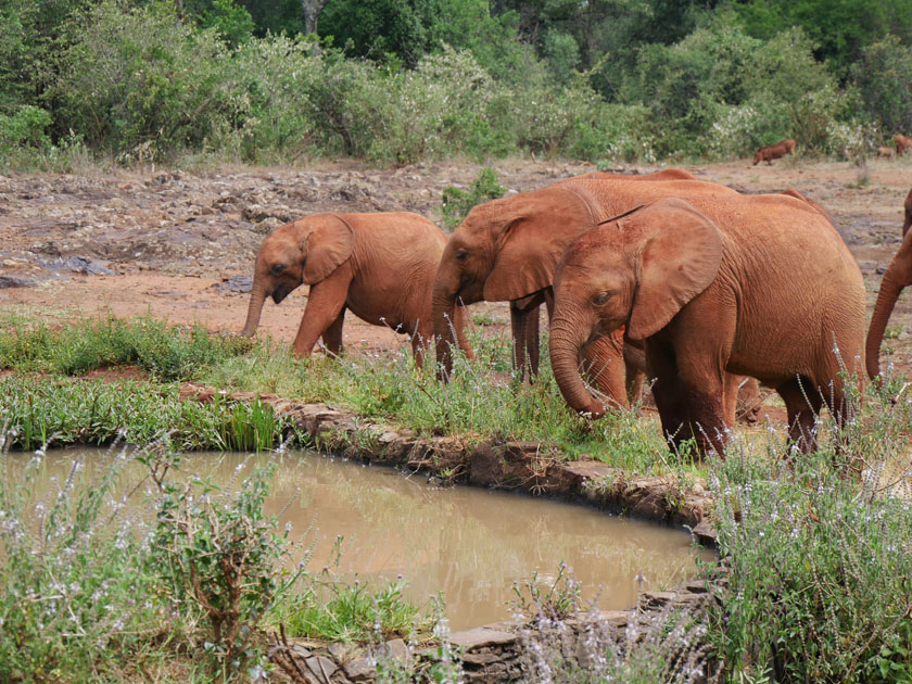 African Elephants, Daphne Sheldrick Wildlife Orphanage, Nairobi