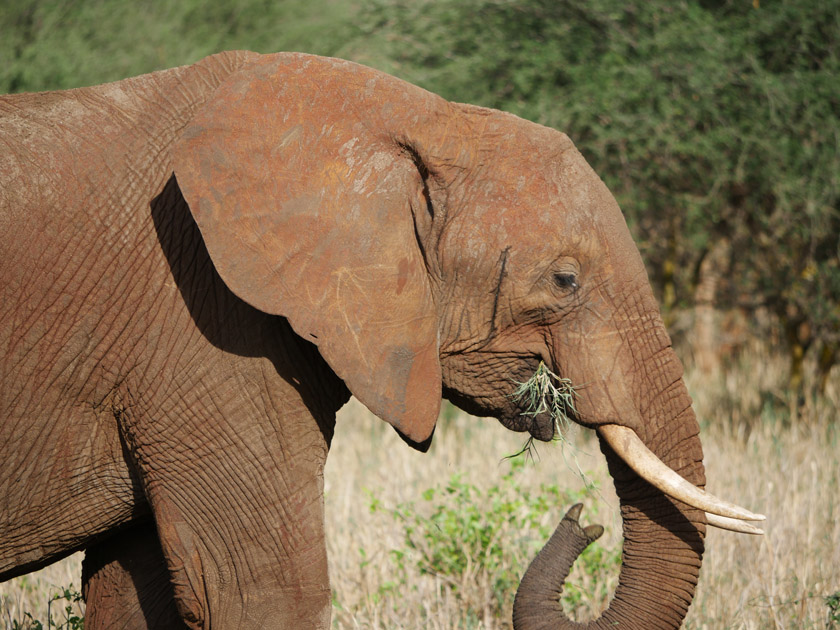 African Elephant en Route to Tarangire Sopa Lodge