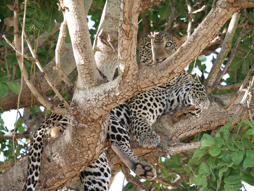 Leopard in Tree, Tarangire National Park