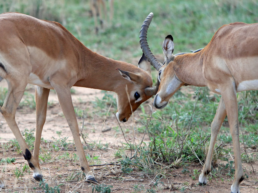 Grant's Gazelles, Tarangire National Park