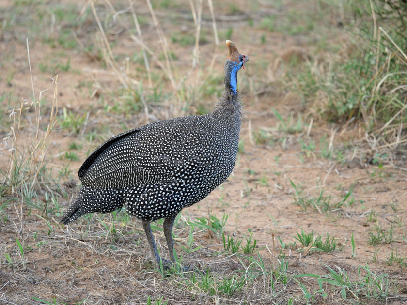 Guineafowl, Tarangire National Park