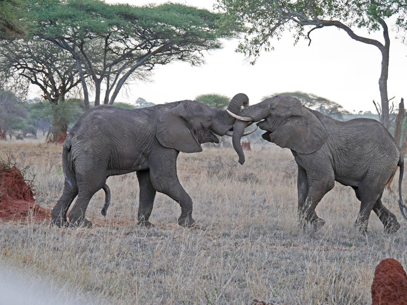 African Elephants, Tarangire National Park