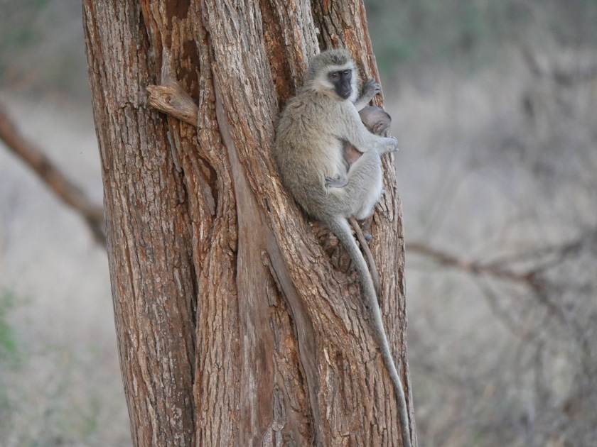 Vervet Monkey with Baby, Tarangire National Park