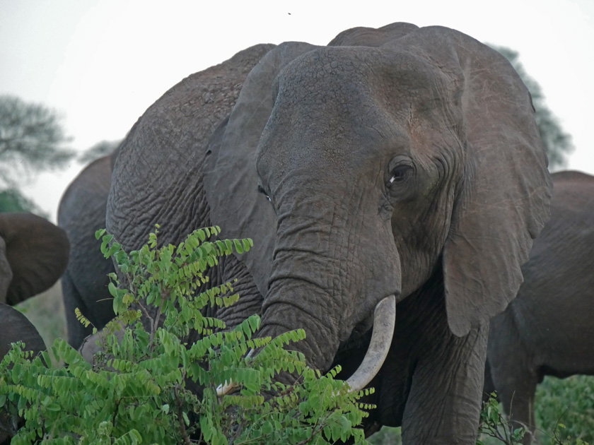 African Elephant, Tarangire National Park