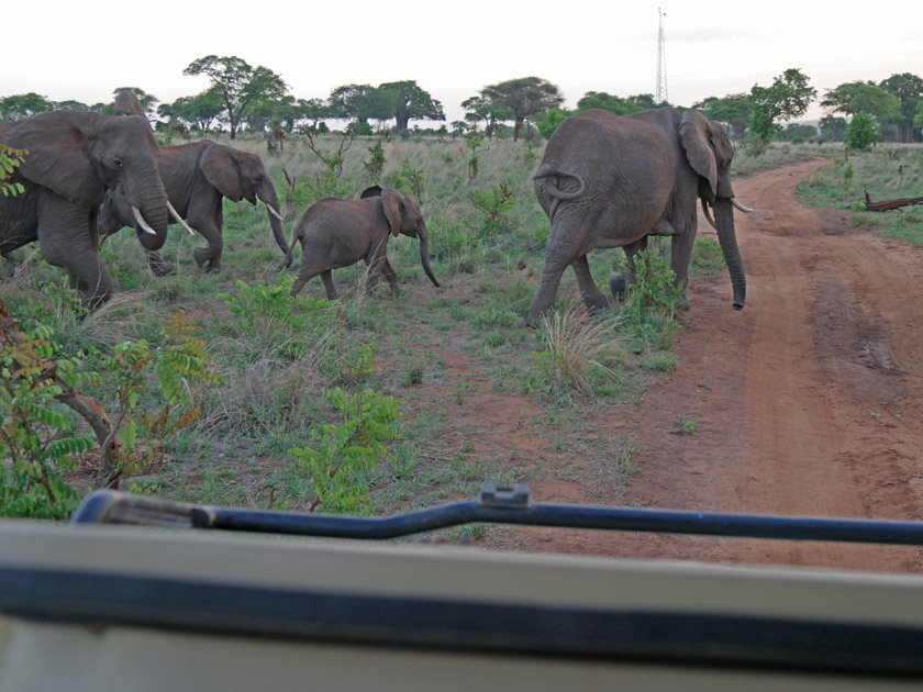 African Elephants, Tarangire National Park