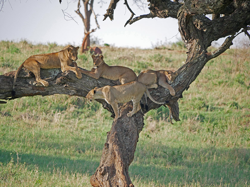 Lions in Tree, Tarangire National Park