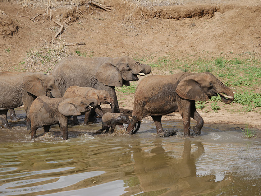 African Elephants, Tarangire National Park