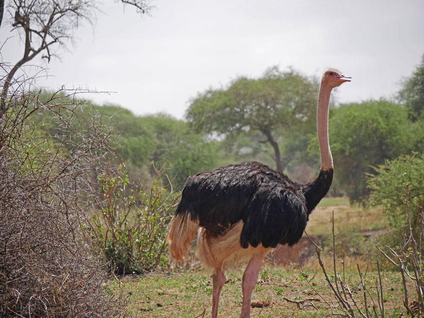 Ostrich, Tarangire National Park