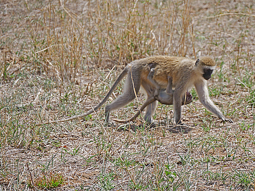 Vervet Monkey with Baby, Tarangire National Park