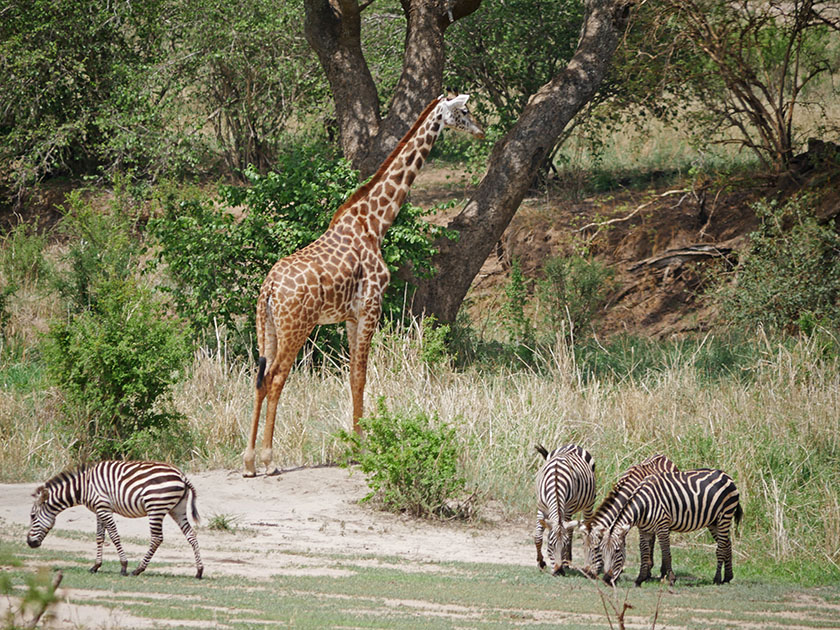 Giraffe and Zebras, Tarangire National Park