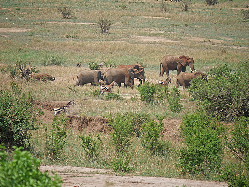 Elephants and Zebras, Tarangire National Park