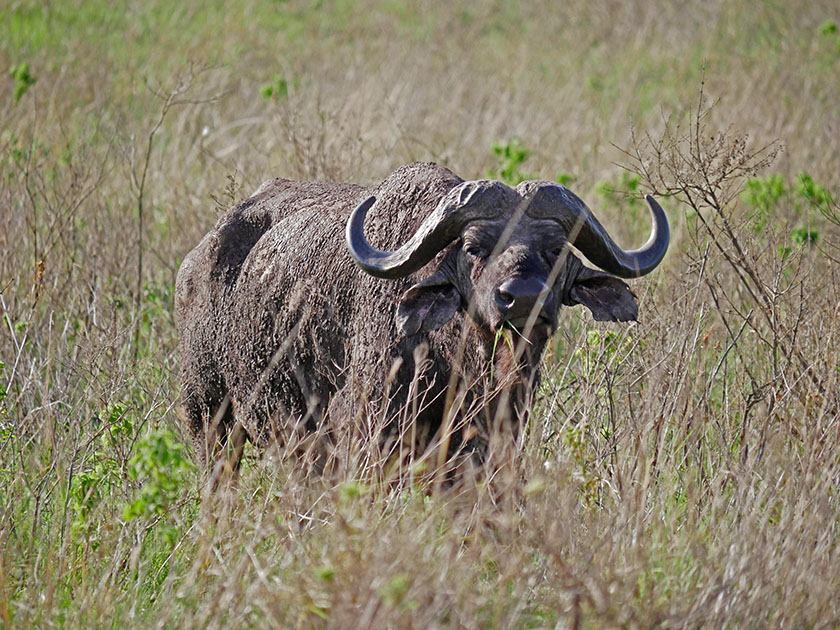 Cape Buffalo, Ngorongoro Conservation Area