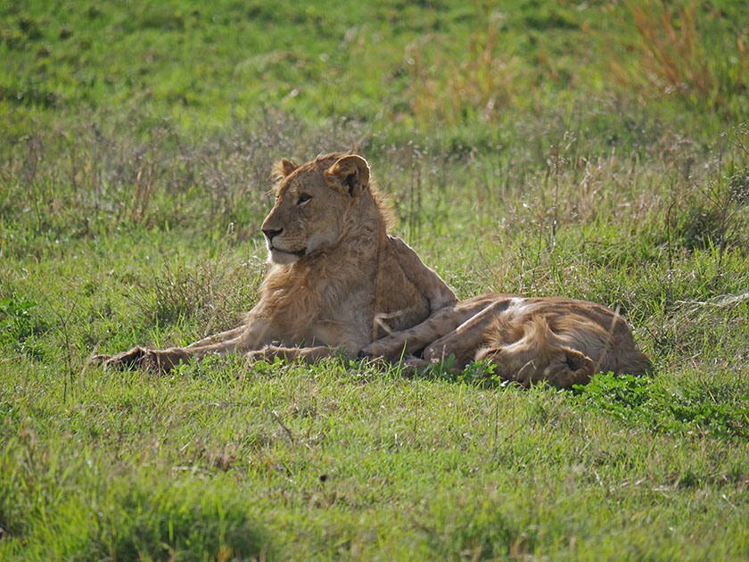 Young Male Lion, Ngorongoro CA