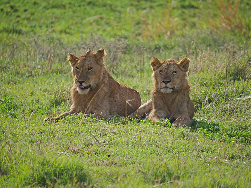 Lions, Ngorongoro CA