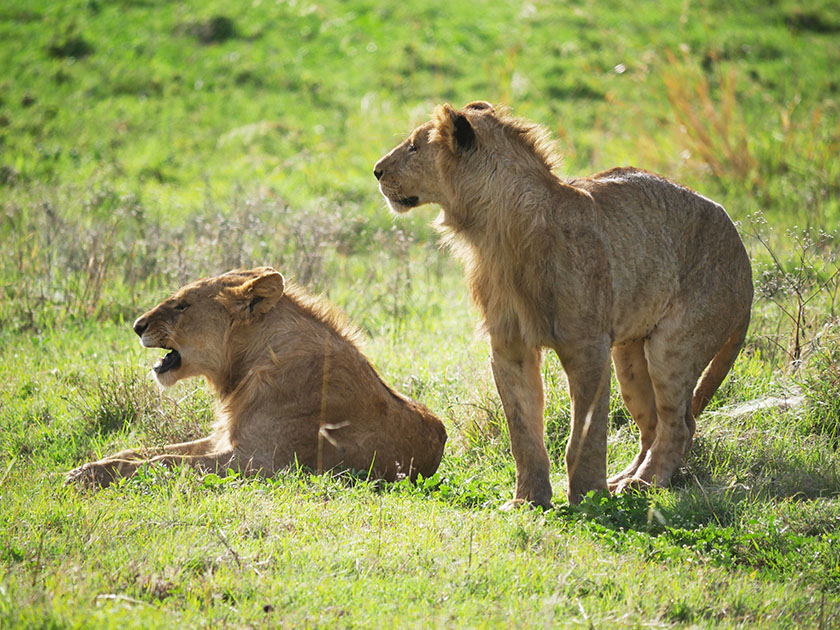 Lions, Ngorongoro CA