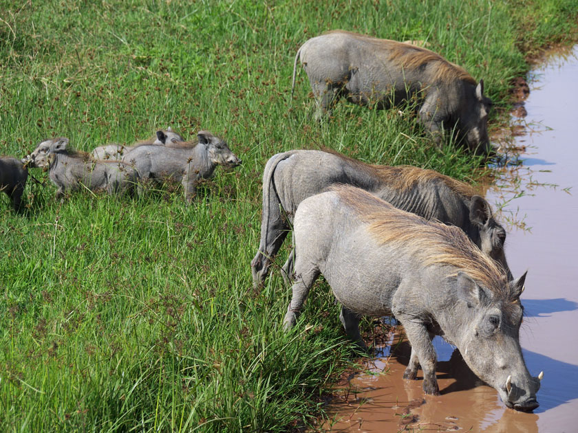 Warthogs, Ngorongoro CA