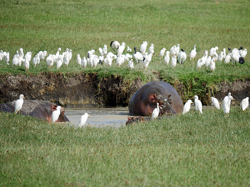 Hippopotamuses and Birds, Ngorongoro CA