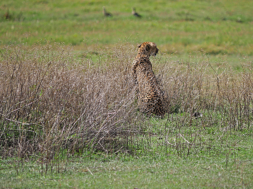 Cheetah, Ngorongoro CA