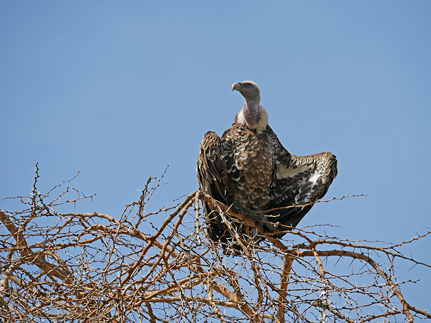 Lappet-faced Vulture, Ngorongoro CA