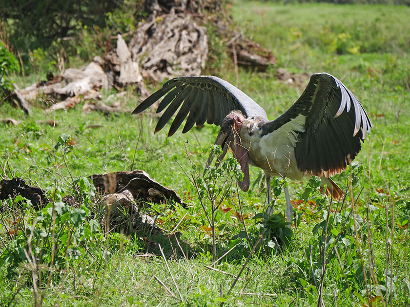 Marabou Stork, Ngorongoro CA