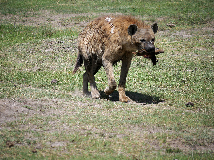 Spotted Hyena with Lunch, Ngorongoro CA