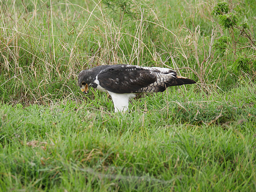 Auger Buzzard, Ngorongoro CA