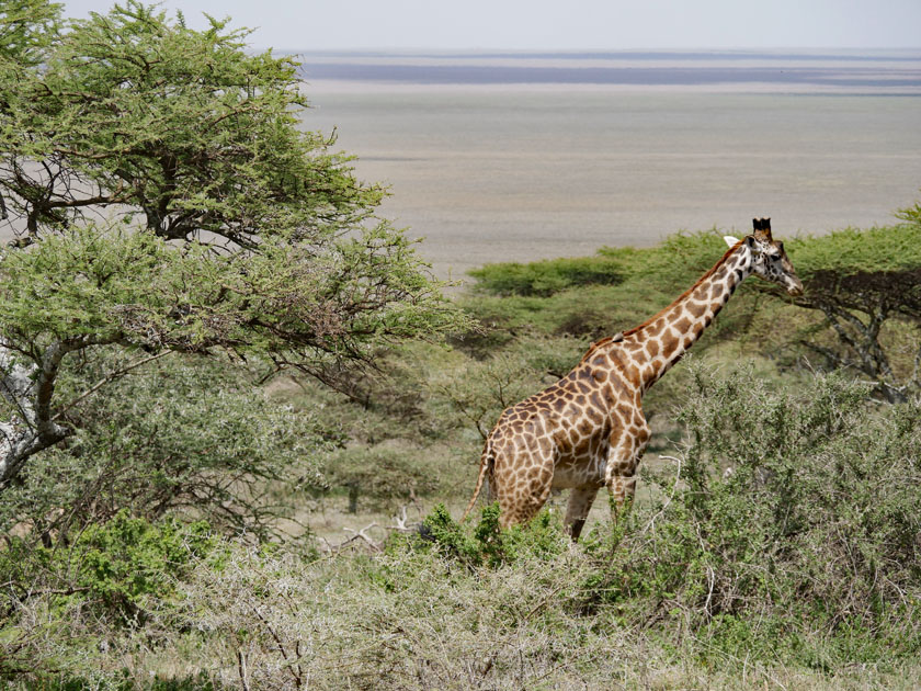 Giraffe, Serengeti NP