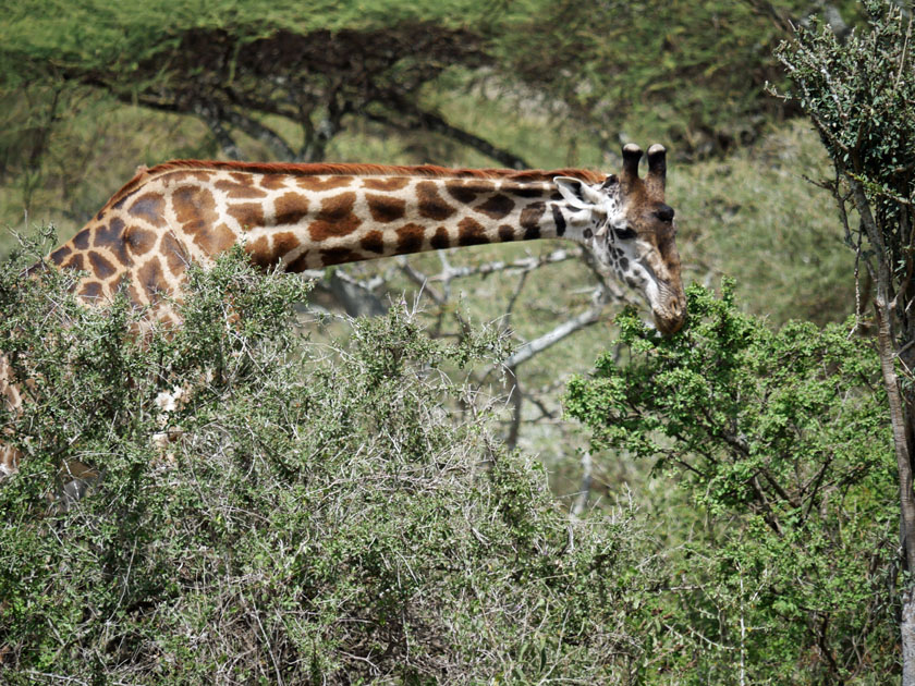 Giraffe, Serengeti NP