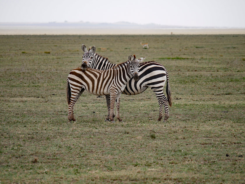 Zebras, Serengeti NP